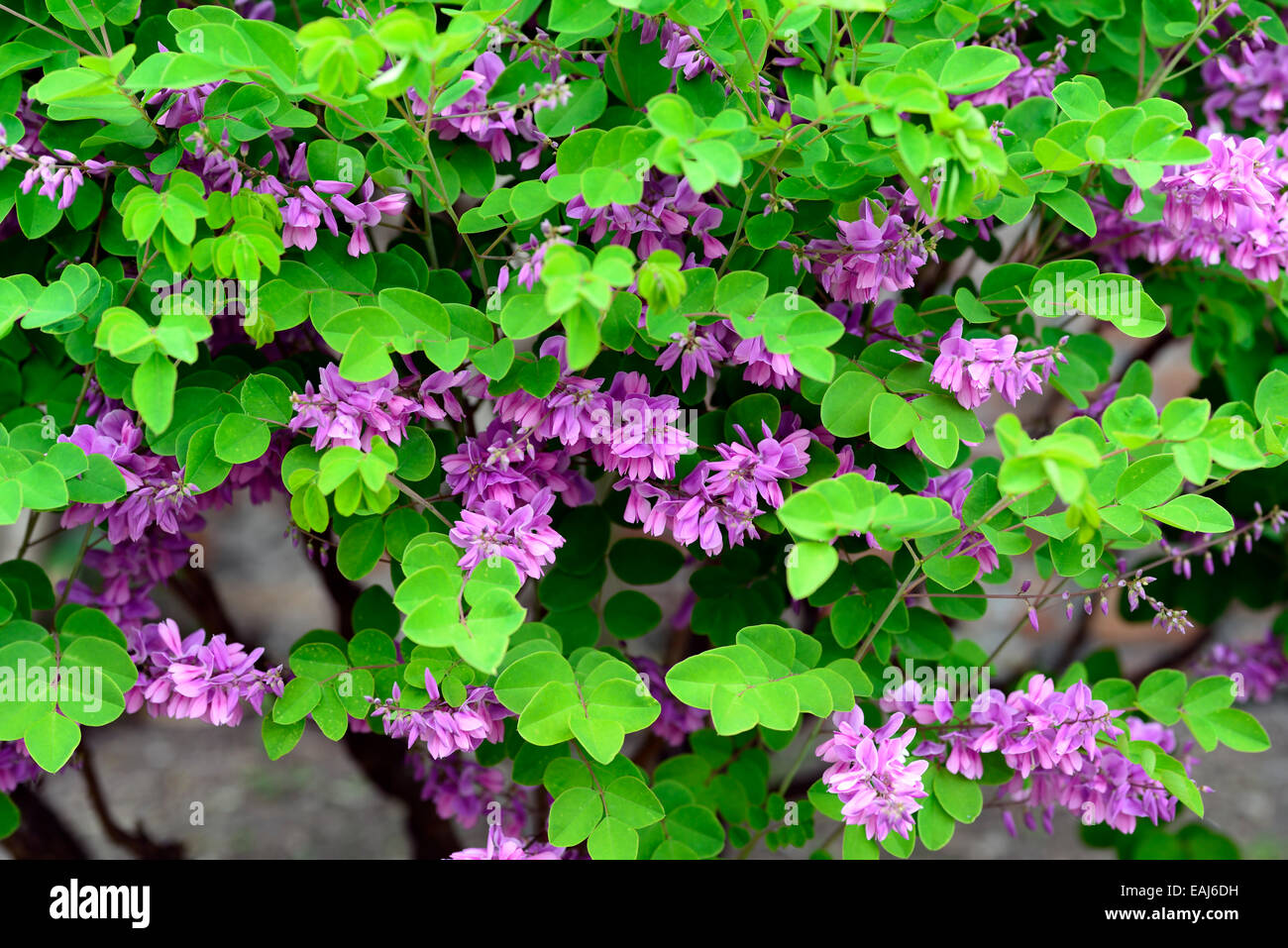 Indigofera Kirilowii chinesischen Indigo Kirilow rosa Blumen blühenden Strauch Sträucher Glyzinien-wie Cluster RM Floral Stockfoto