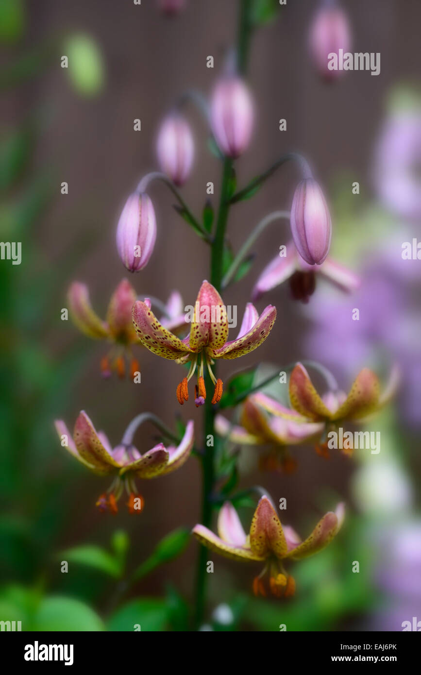 Turke Rosa Rosa und gelbe lilien -Fotos und -Bildmaterial in hoher Auflösung – Alamy