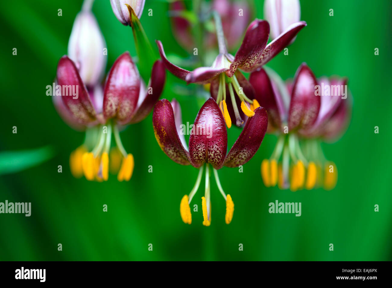 Lilium Martagon russischen Morgen rote Lilie Lilien Türke Türken Kappe Blume Blüte Blumen Porträt selektiven Fokus RM Floral Stockfoto