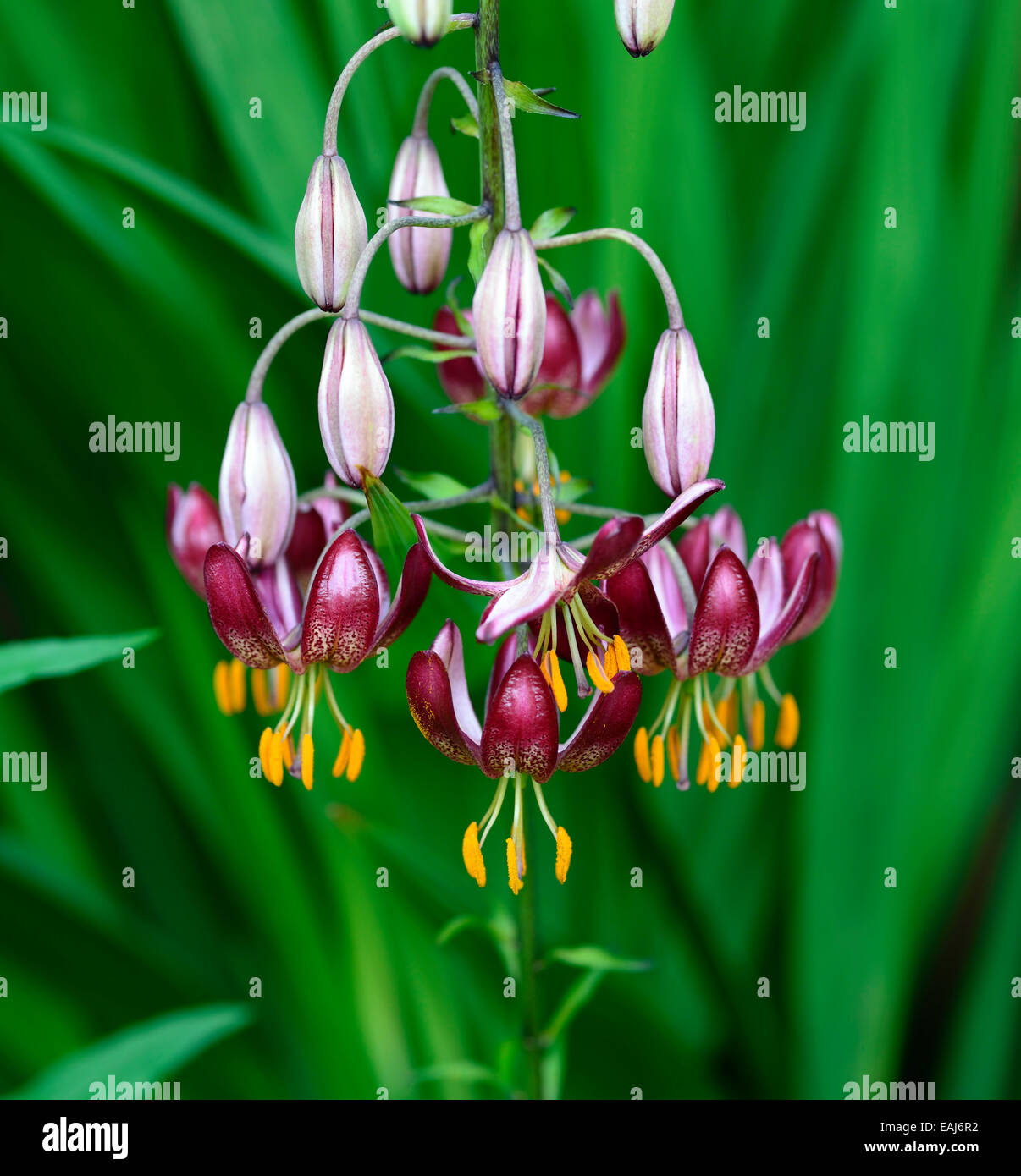 Lilium Martagon russischen Morgen rote Lilie Lilien Türke Türken Kappe Blume Blüte Blumen Porträt selektiven Fokus RM Floral Stockfoto