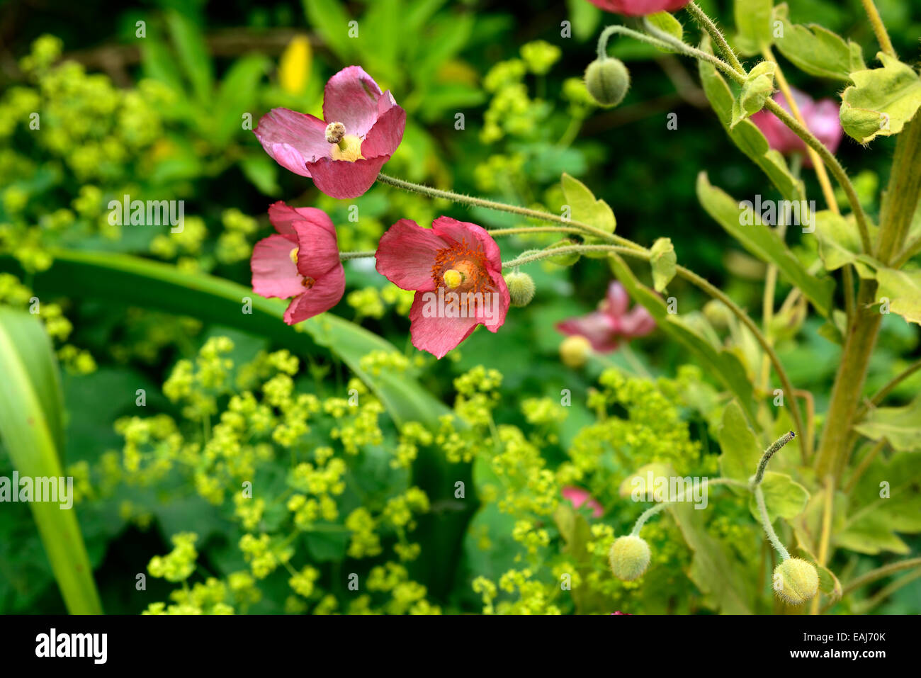 Meconopsis Napaulensis roter Mohn Alchemilla Mollis Biennale Nepalese Nepal Himalaya-Mohn Blume Blumen Floral RM Stockfoto