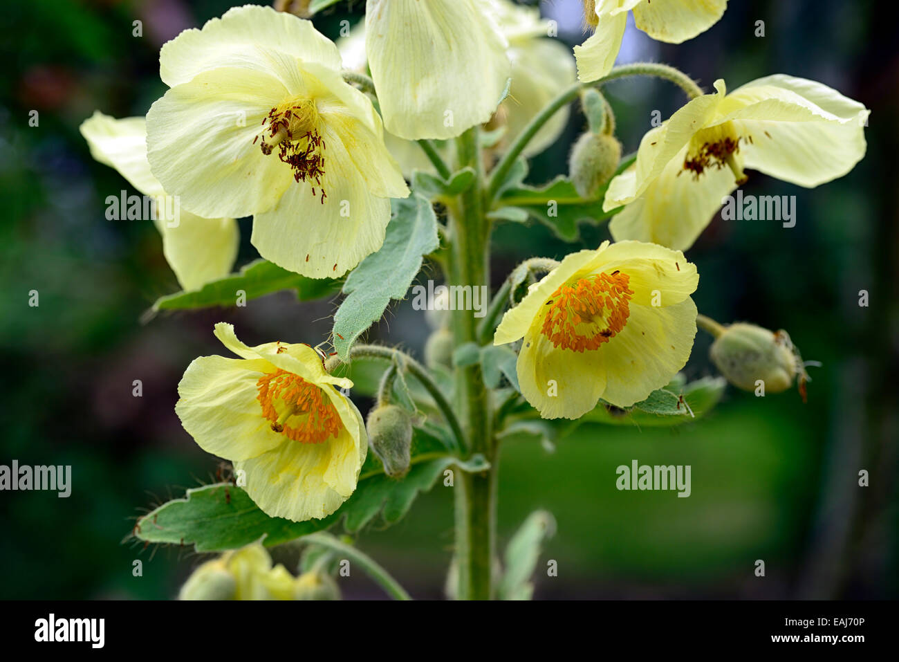 Meconopsis Napaulensis gelber Mohn Biennale Nepalese Nepal Himalaya-Mohn Blume Blumen Floral RM Stockfoto