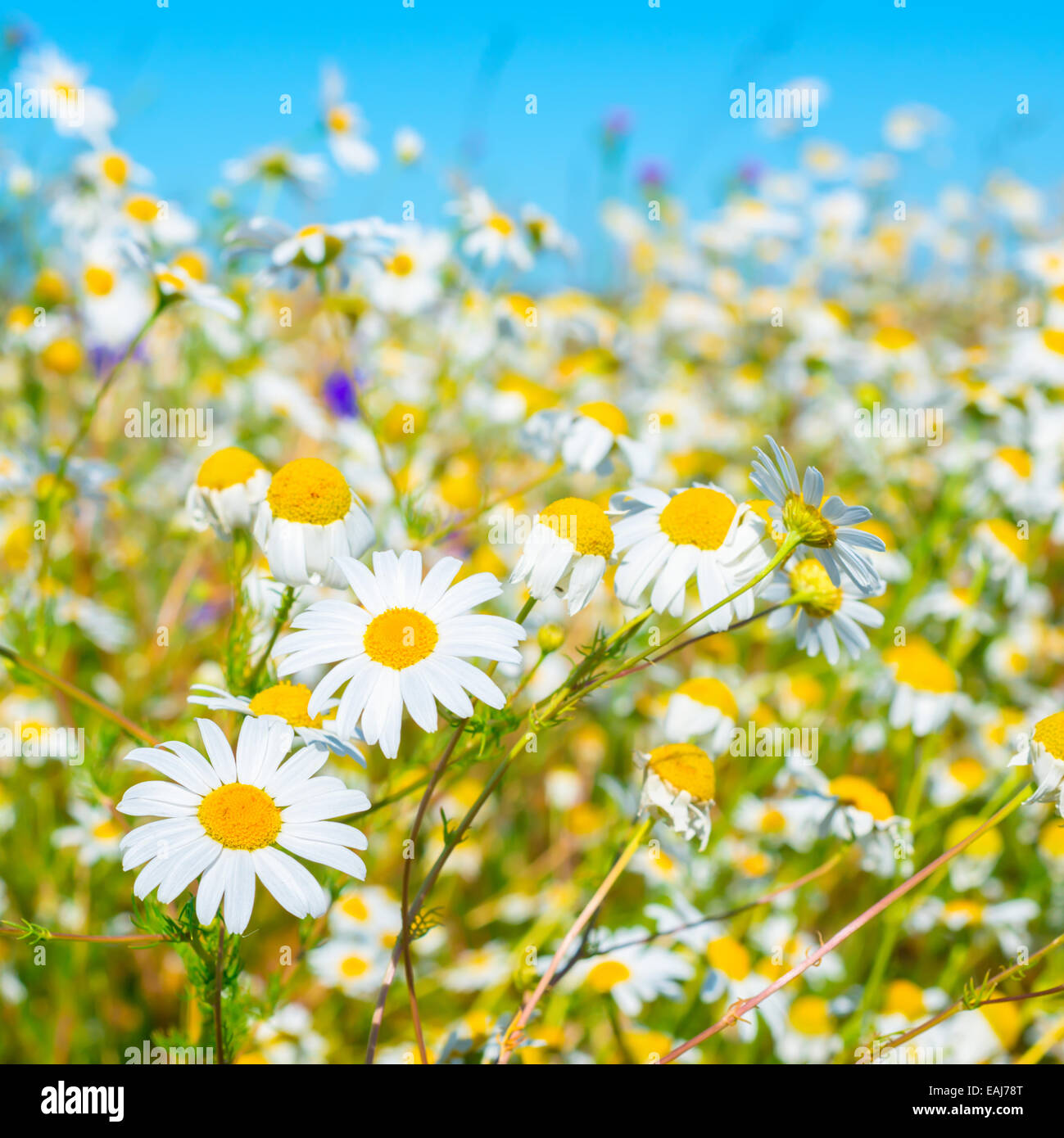 schöne Wiese grüne Gras und Kamillen auf blauem Hintergrund, Nahaufnahme Stockfoto