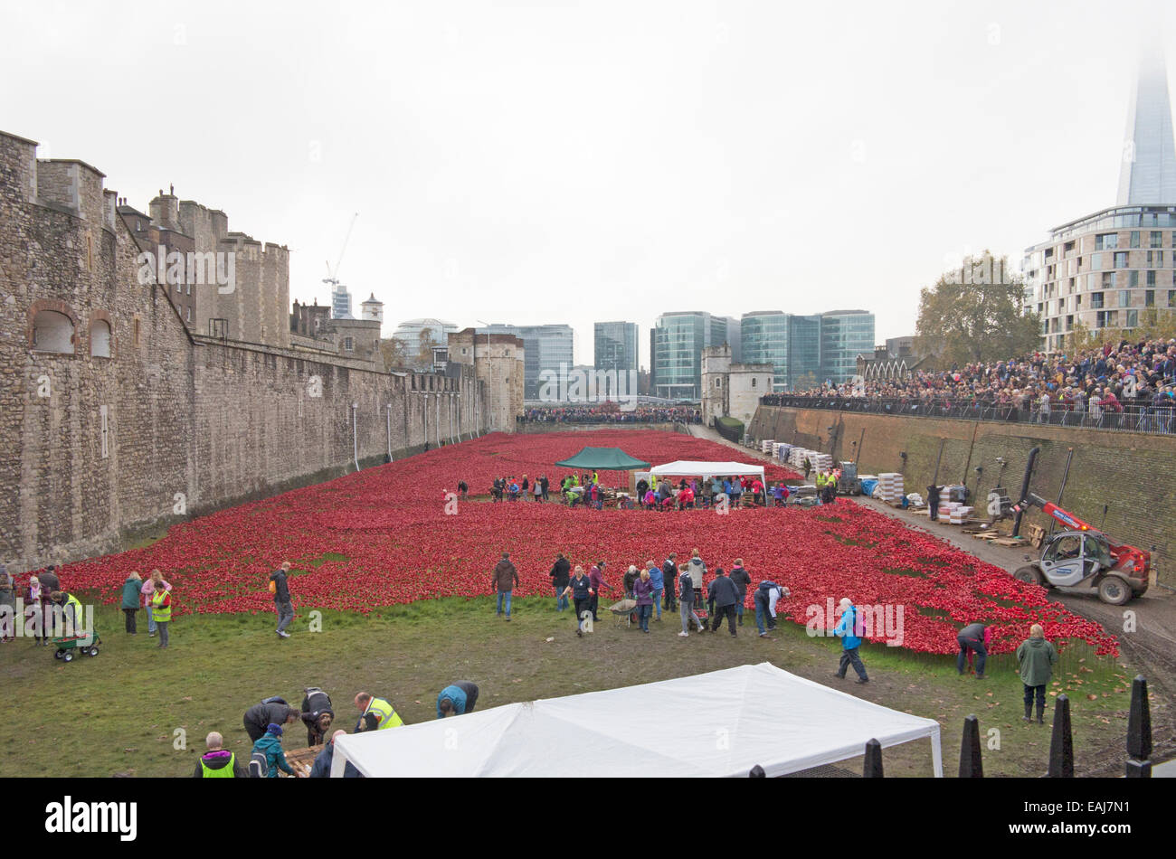 Letzten Tage des Tower of London Mohn Stockfoto