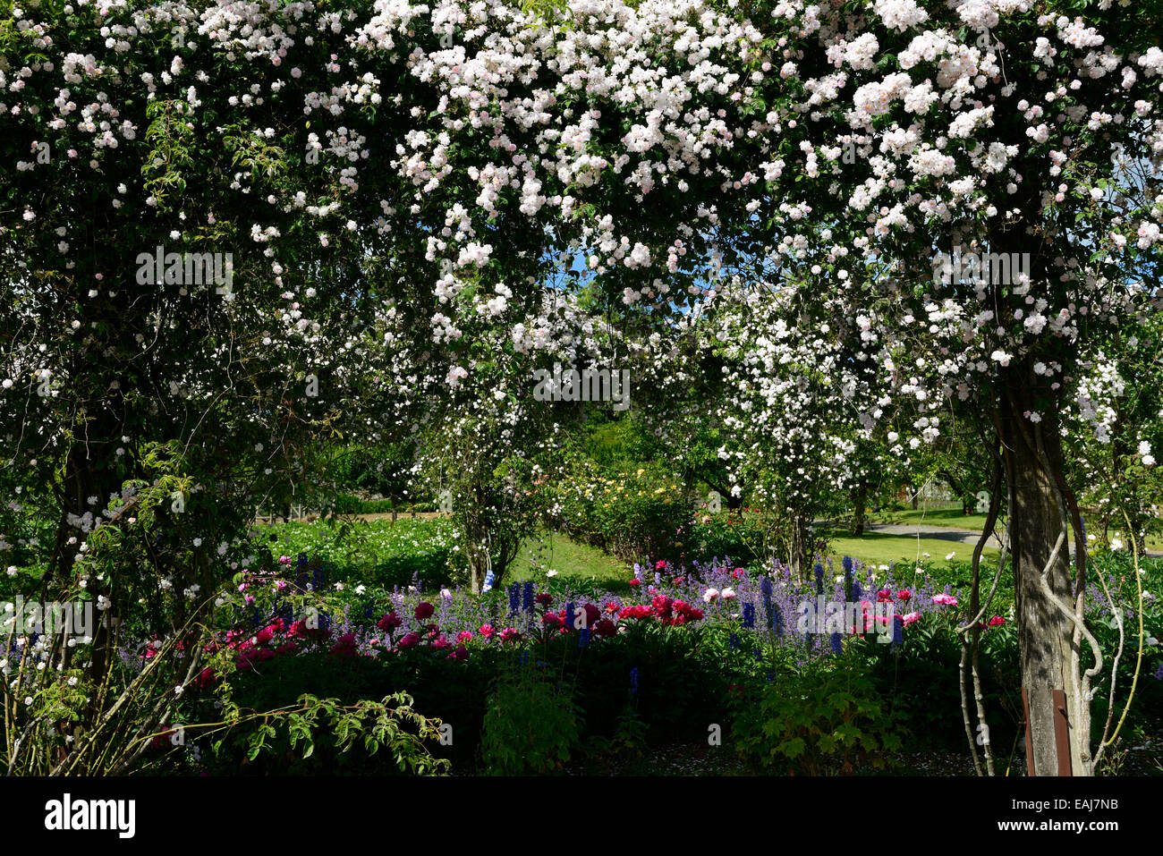 Rosa Pauls Himalayan Musk Rose Blume weiße Kletterer Strauch Sträucher blühen Blumen Floral RM Grenze Rittersporn Pfingstrose Bett Nepeta Stockfoto