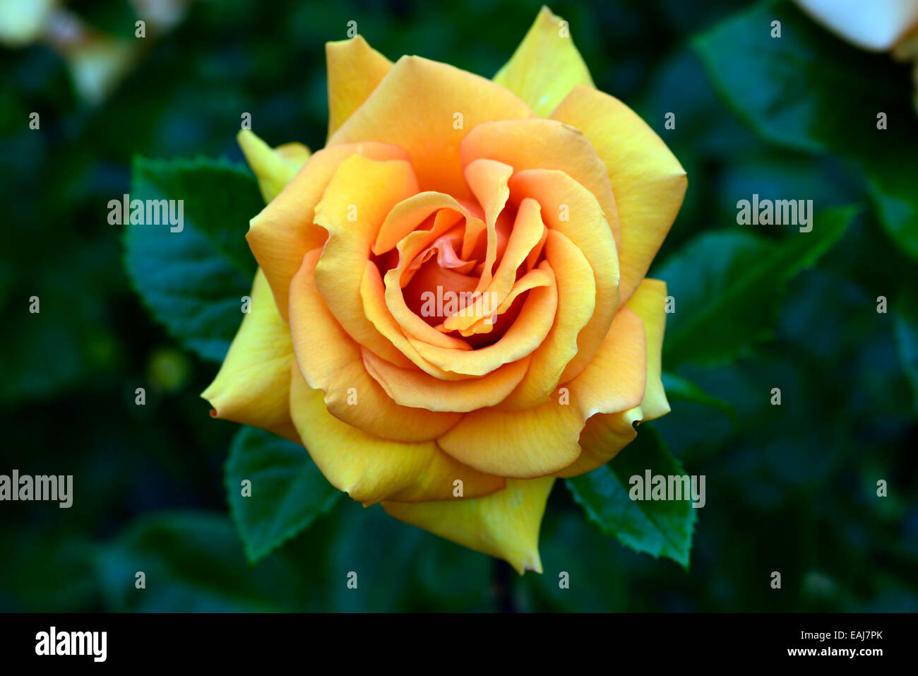 einfach die beste Macamster doppelte Rose Rosa Blume orange Strauch Sträucher Farbe Farben blühenden Blumen Hybride Tee RM Floral Stockfoto