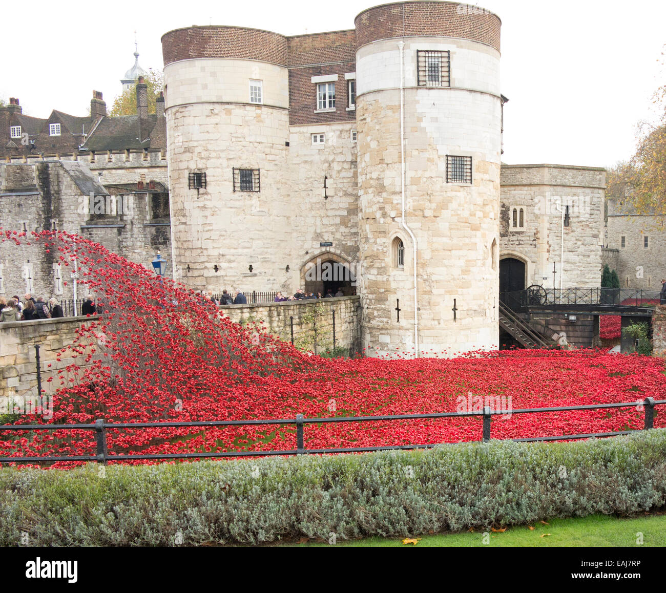 Letzten Tage des Tower of London Mohn Stockfoto