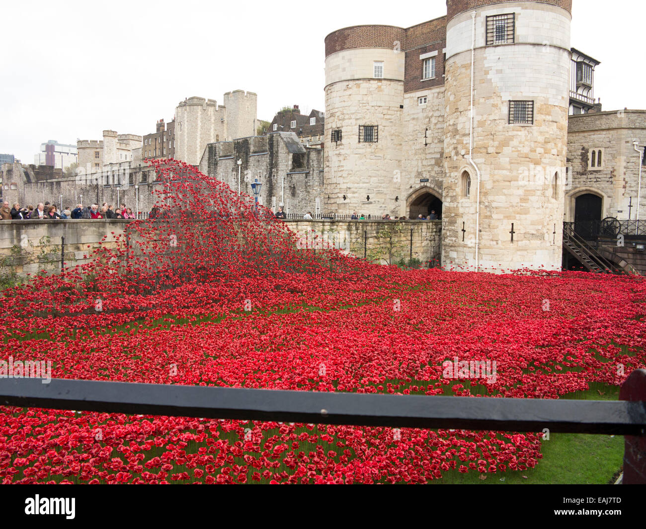 Letzten Tage des Tower of London Mohn Stockfoto