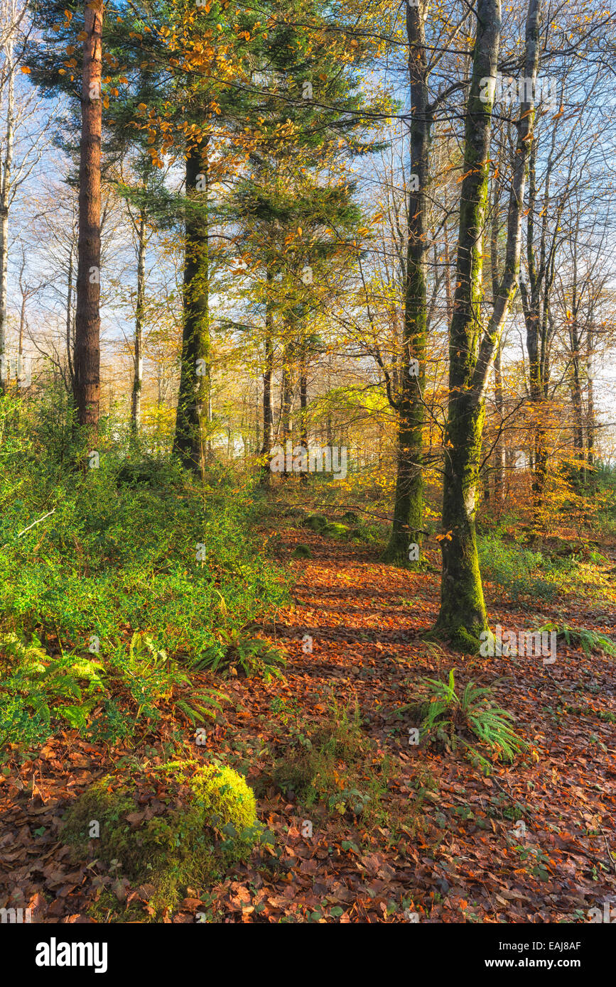 Herbstlichen Wald in der Nähe von Bodmin in Cornwall Stockfoto