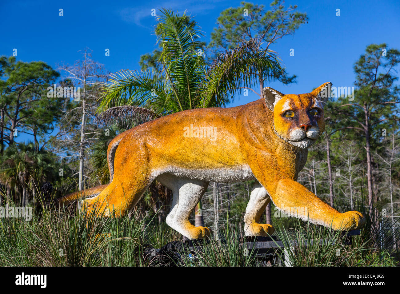 Ein Modell der Florida Panther im Everglades Park, Florida, USA. Stockfoto