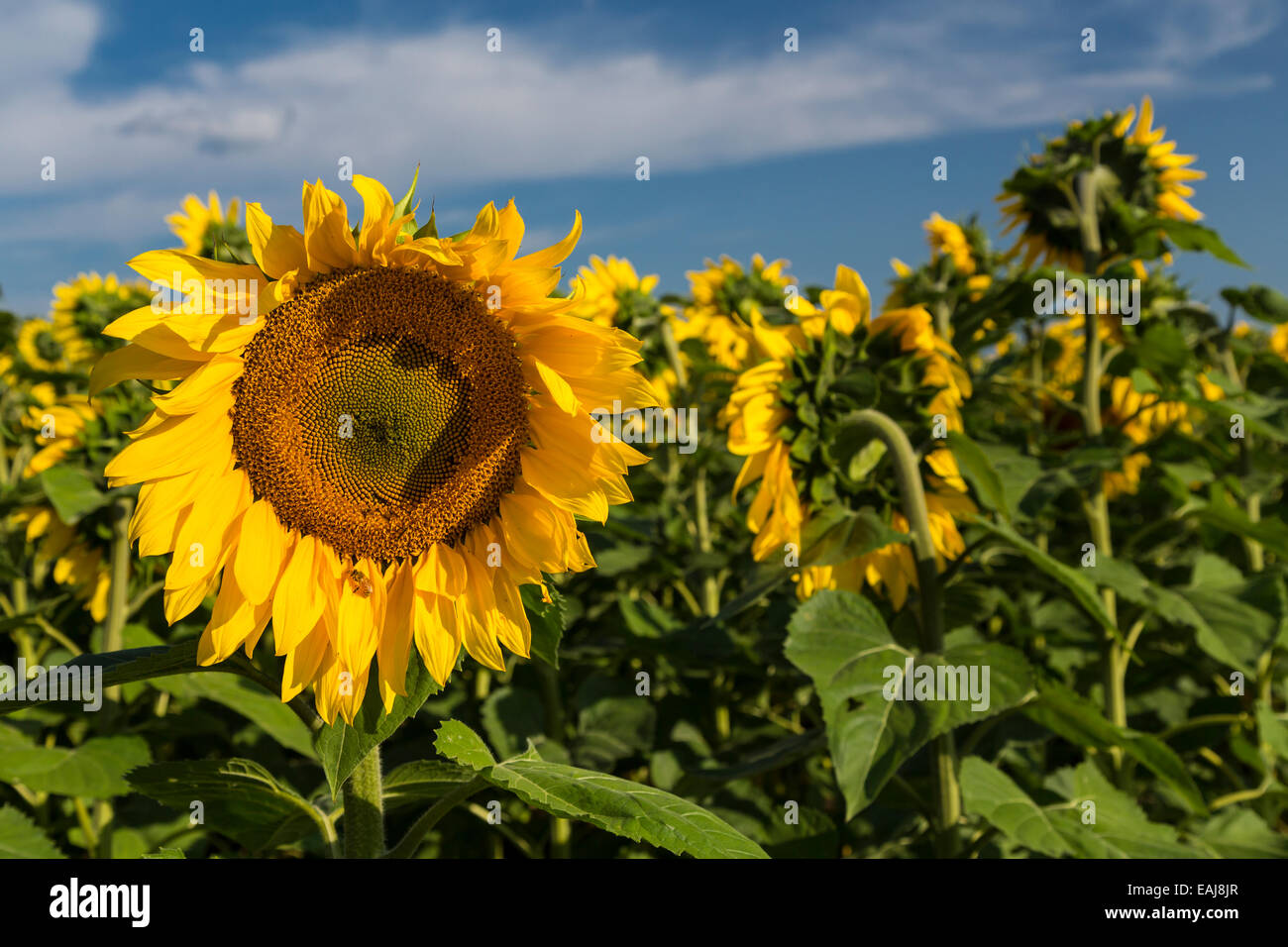 Nahaufnahme von Sonnenblumen auf einem Feld in der Nähe von Linton, North Dakota, USA. Stockfoto