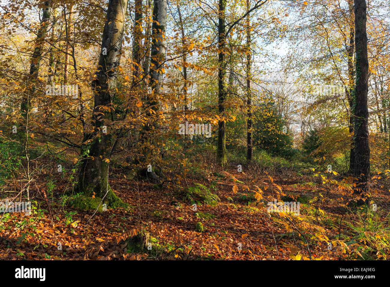 Herbst in Wäldern in der Nähe von Bodmin in Cornwall Stockfoto