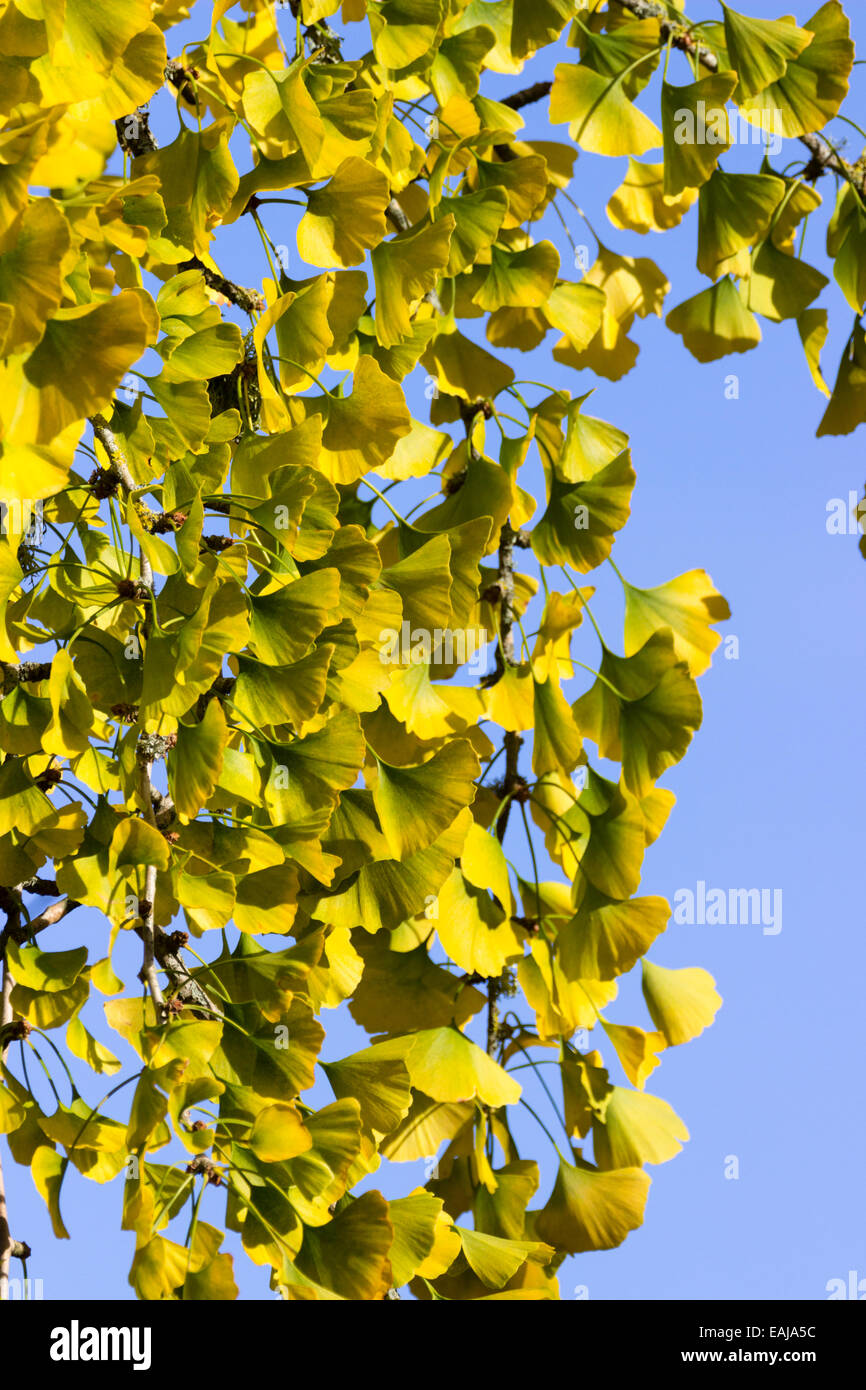 Ginkgo biloba baum herbst Fotos und Bildmaterial in hoher Auflösung