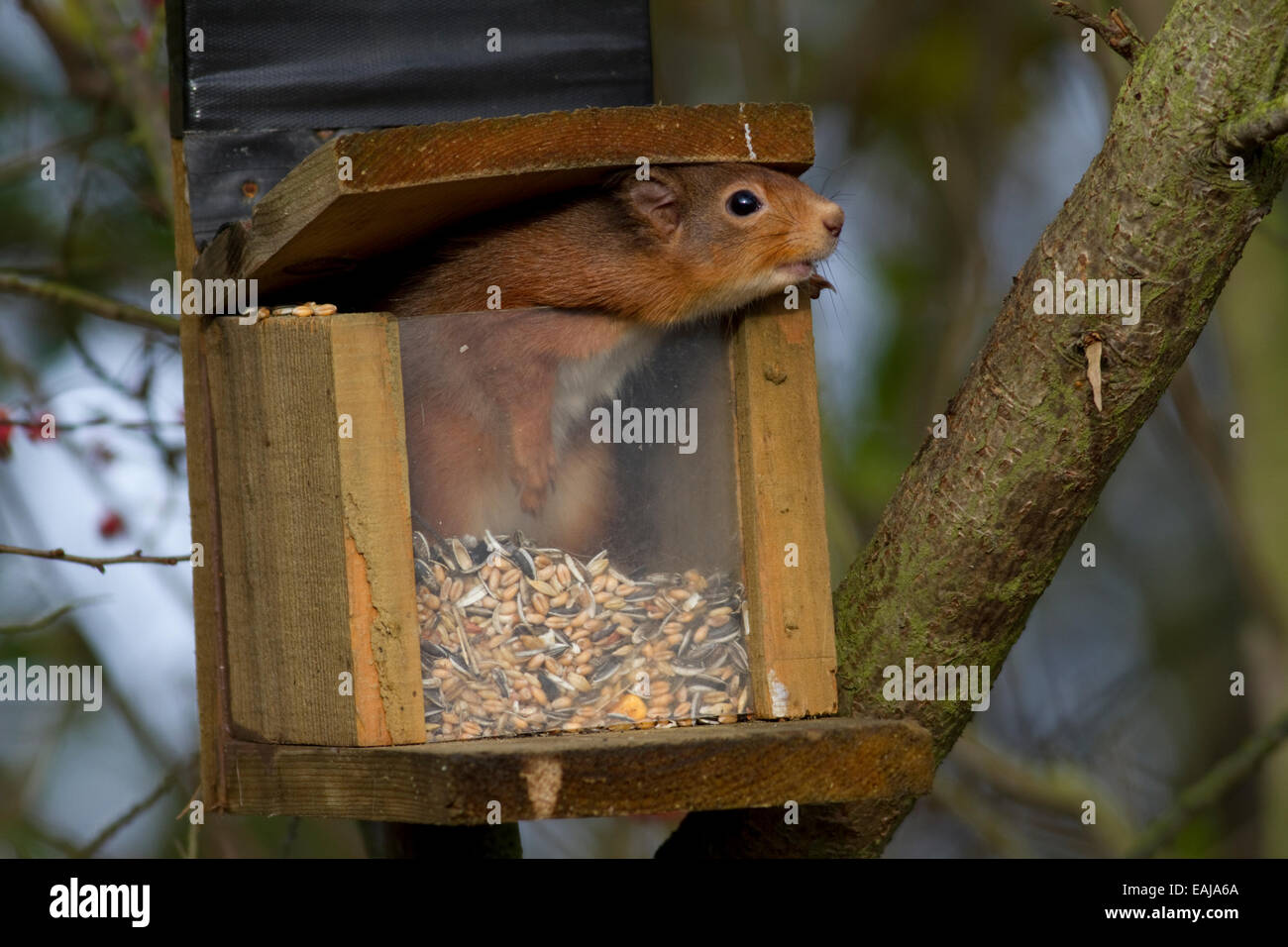 Eichhörnchen und einziehenkasten Stockfoto