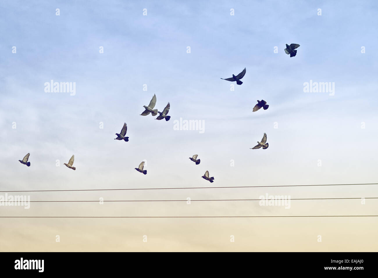 Herde von Tauben fliegen über Stromkabel. Stockfoto