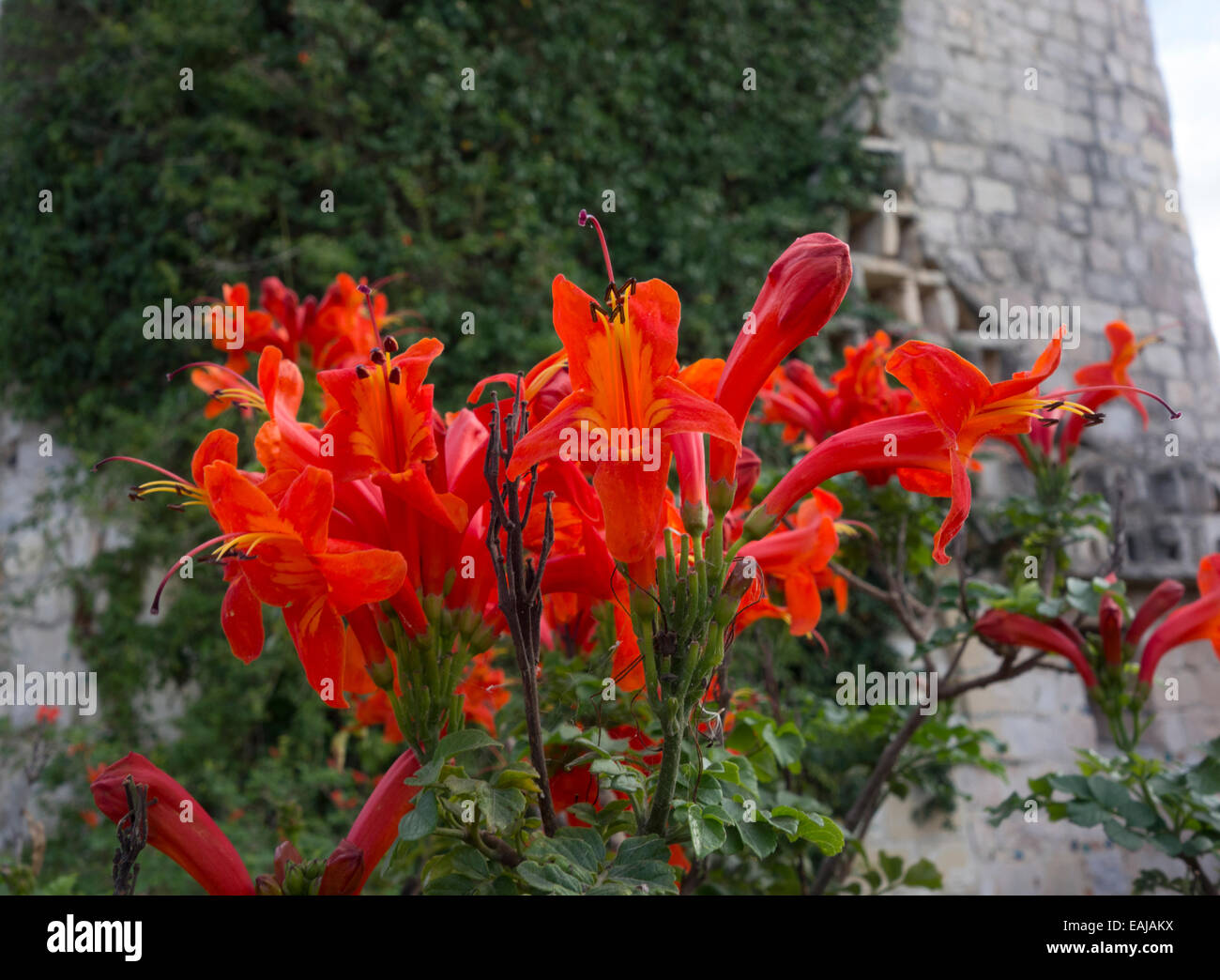 Bild der Blüte der Cape Honeysuckle, Tecomaria Capensis in Malta getroffen. Stockfoto