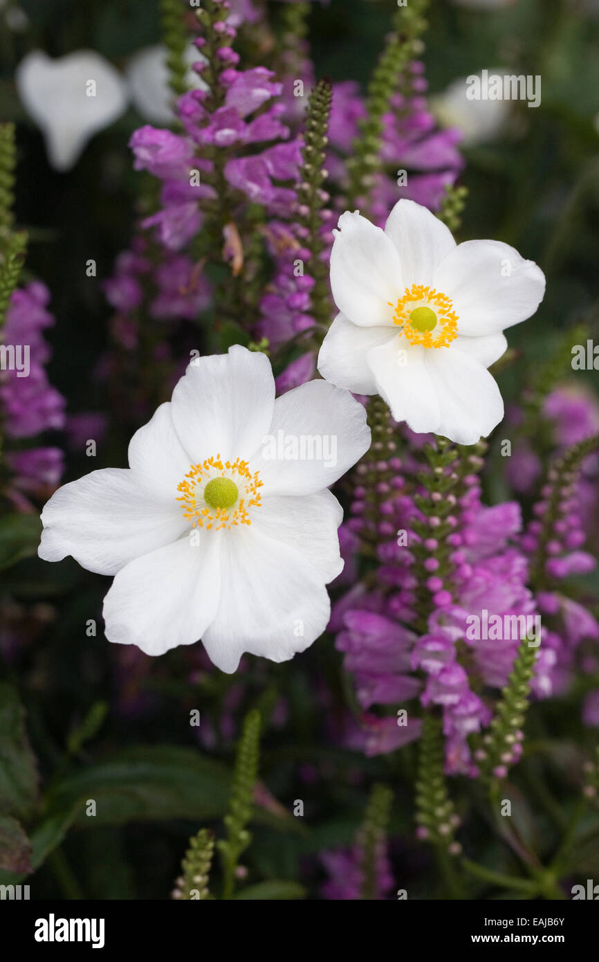 X hybrida Anemone 'Honorine Jobert'. Stockfoto