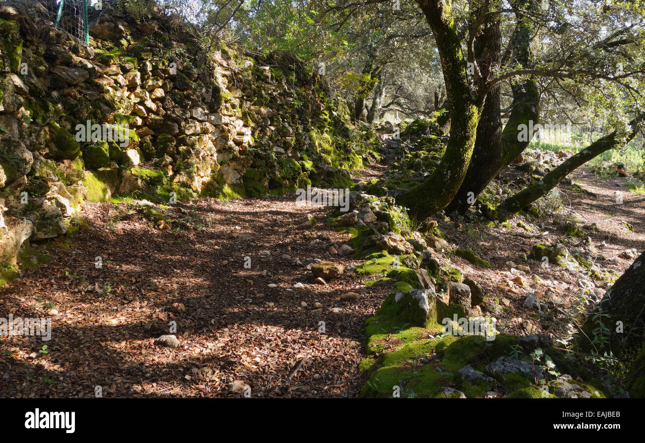 Schattigen Bergweg mit Moos bedeckt Wände. Andalusien. Igualeja, Spanien Stockfoto