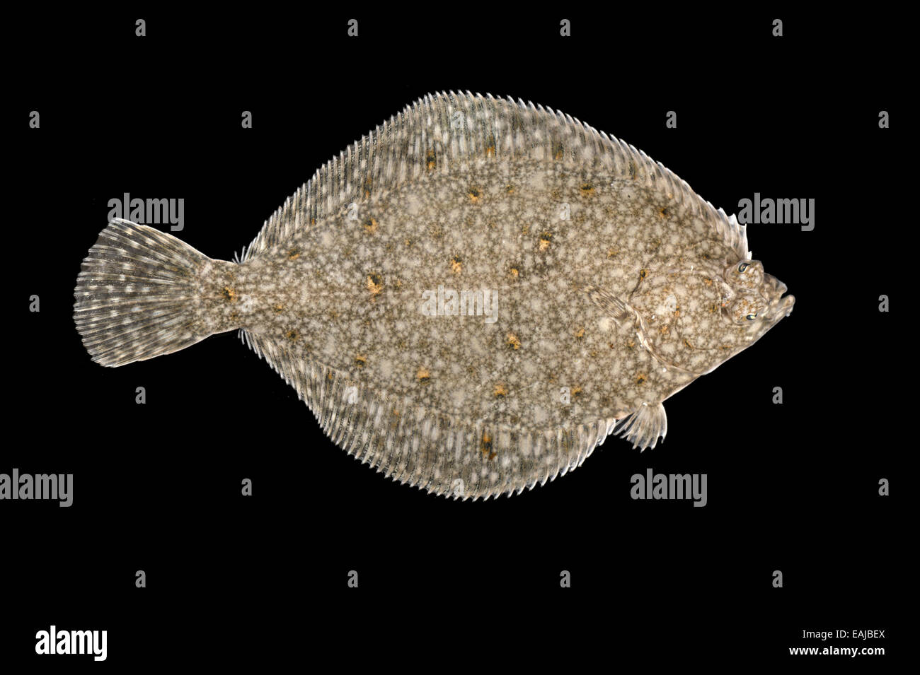 Scholle - Pleuronectes platessa Stockfoto
