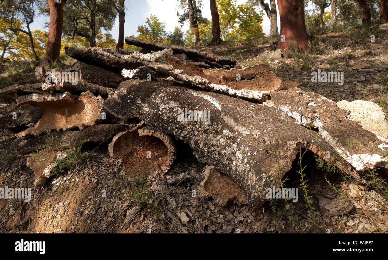Haufen von abisolierten Korkeiche Rinde im Wald, Quercus Suber. Andalusien, Spanien. Stockfoto