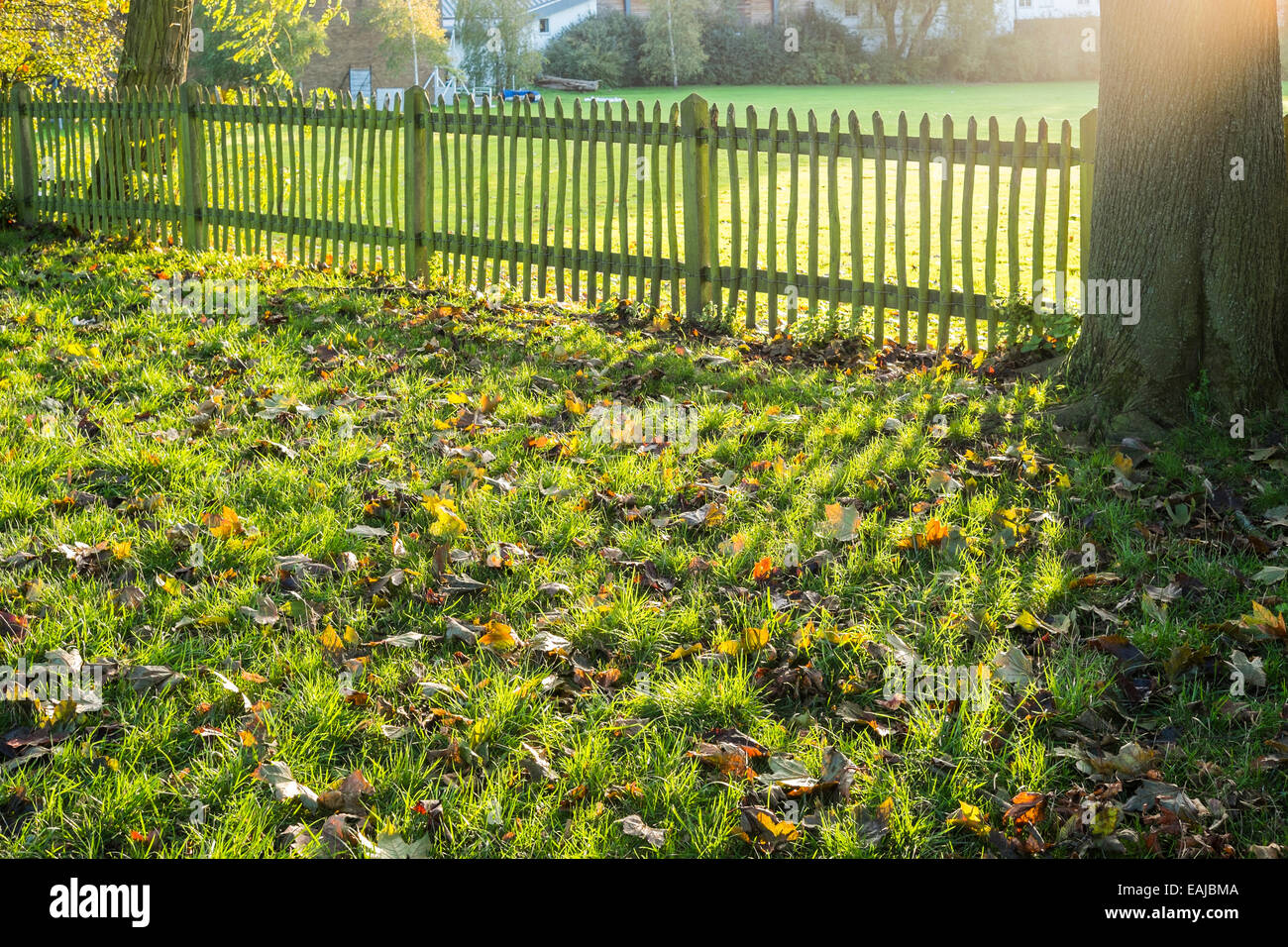 Herbstmorgen Sonnenaufgang am Hampstead Heath - London Stockfoto