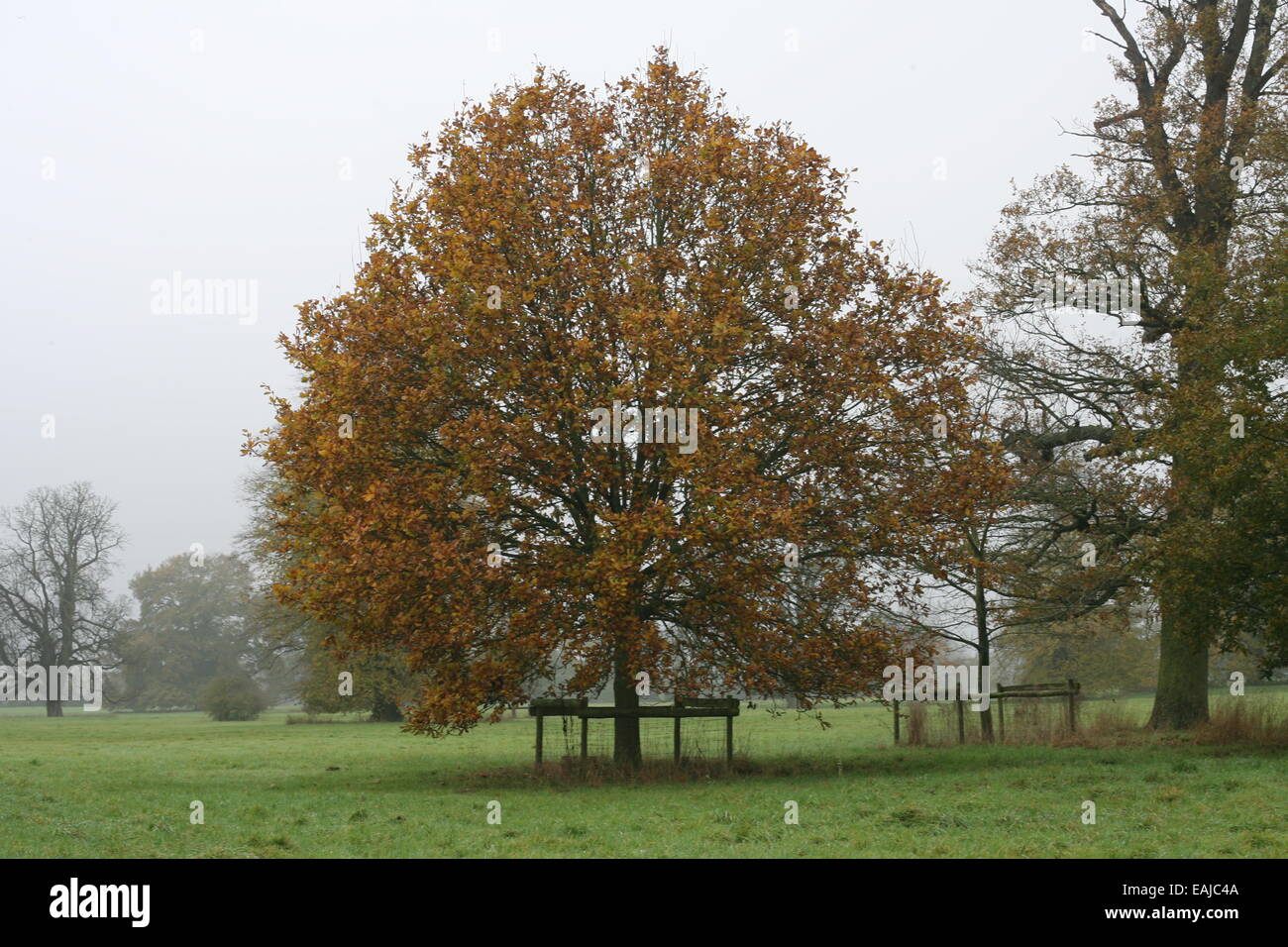 Baum im Herbst leicht mit ein wenig Nebel geschützt Stockfoto