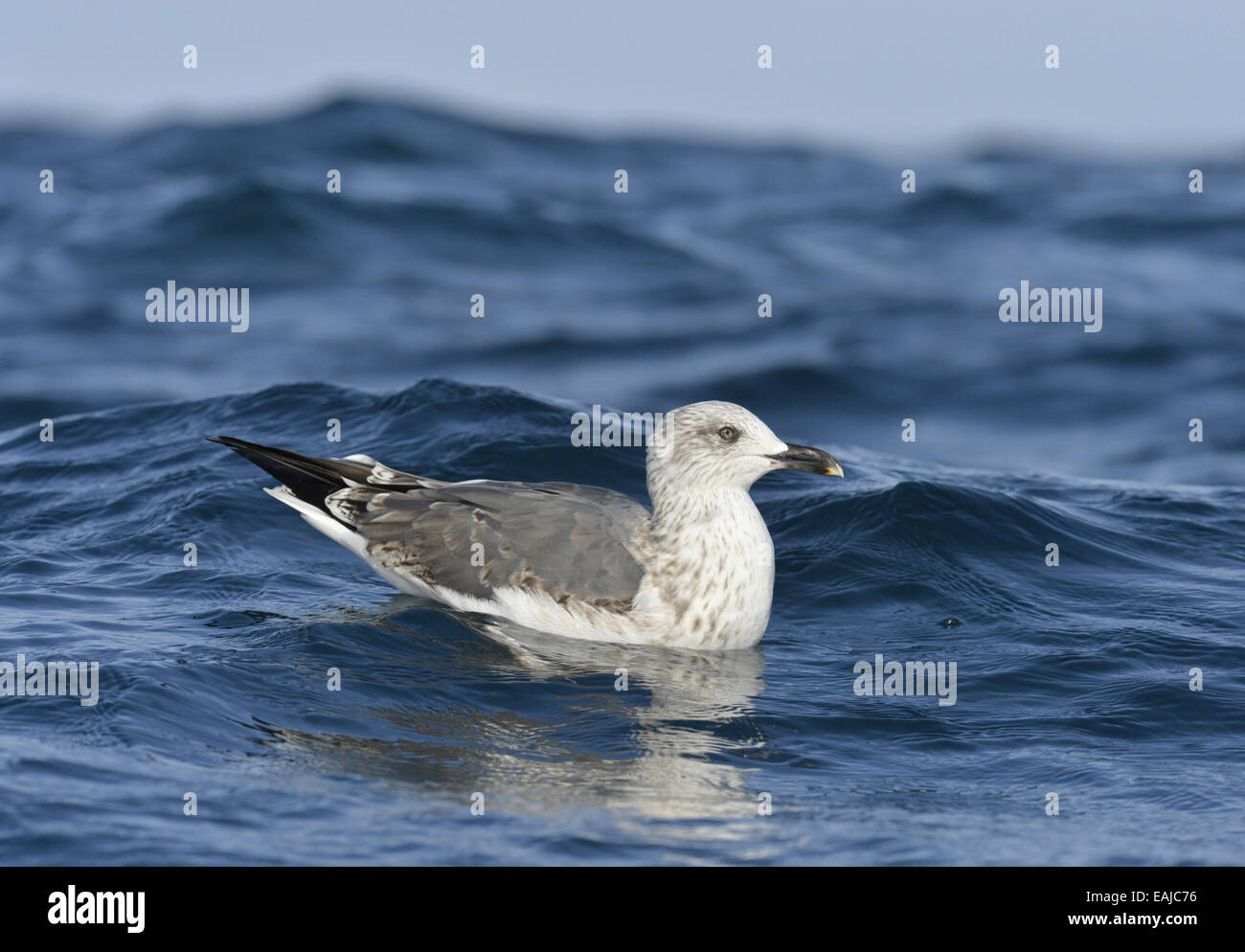 Geringerem Black-backed Gull - Larus Fuscus - 2. winter Stockfoto