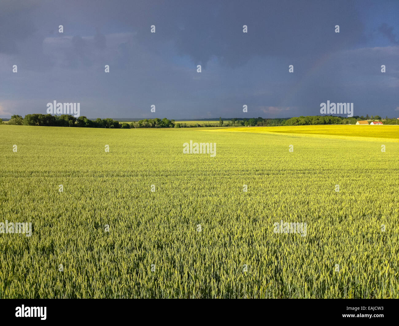 Nach einem Sturm klare Sonne scheint über ein Weizenfeld von Frankreich gibt es eine wunderbare Farbe. Im Hintergrund eine kleine Farm und ein wenig raimbow Stockfoto