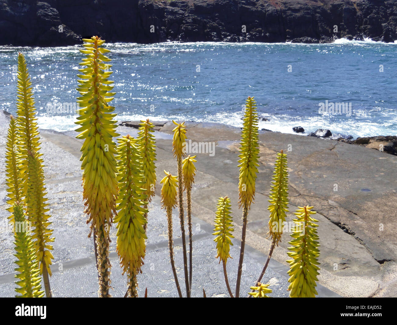 Gelbe Blume Spikes von Cactus Aloe Africana (Lilaceae Familie) Stockfoto