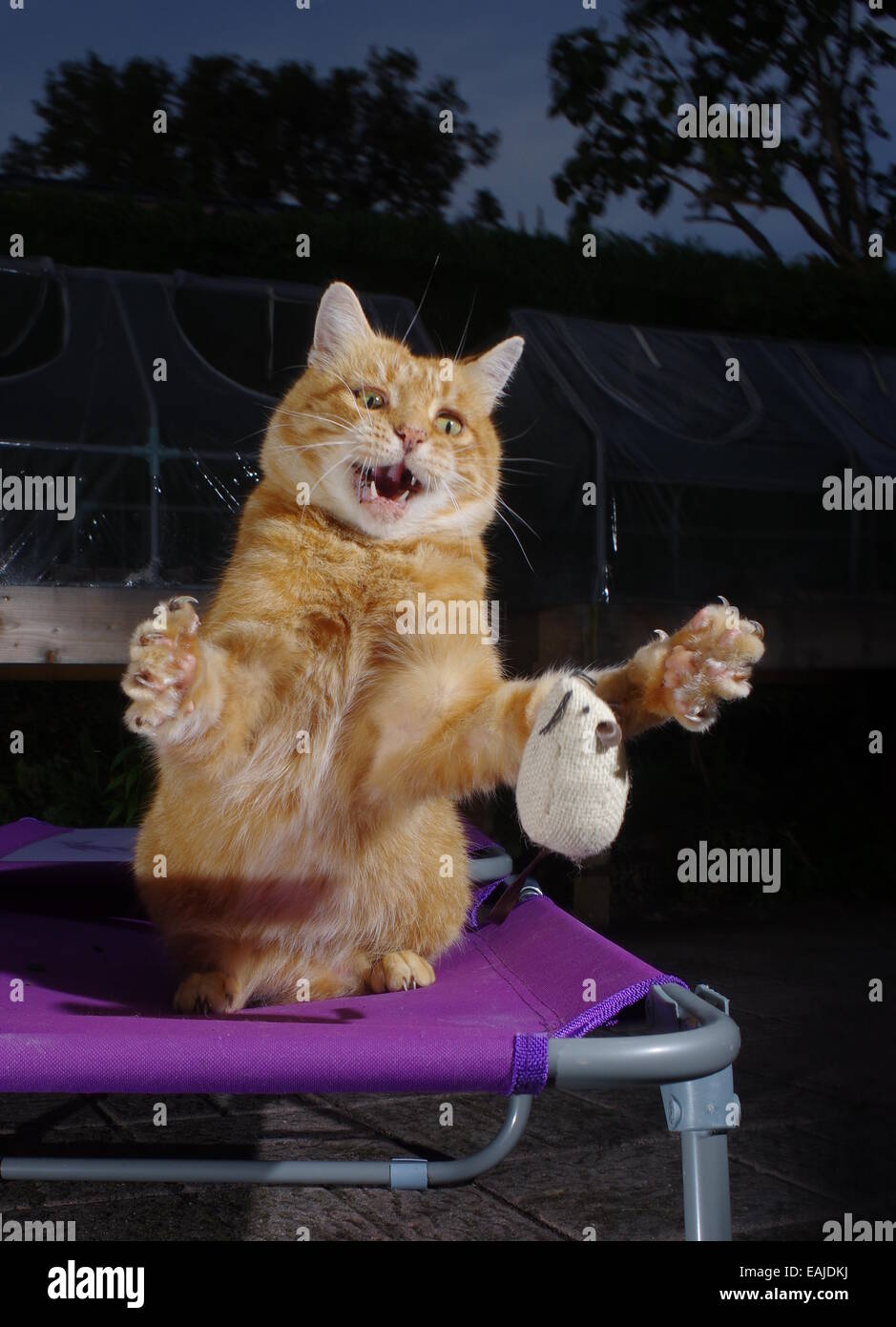 Ingwer Katze spielt mit Spielzeug-Maus Stockfoto