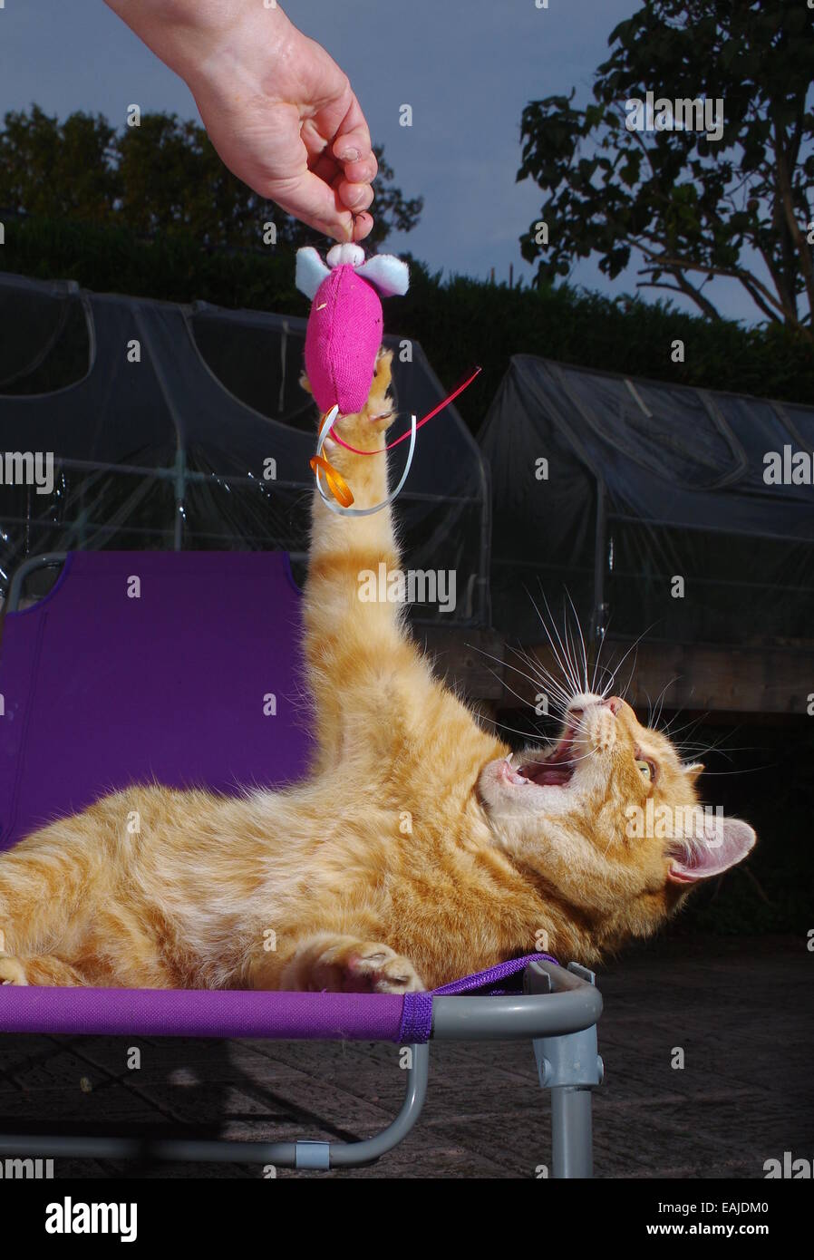 Ingwer Katze spielt mit Spielzeug-Maus Stockfoto