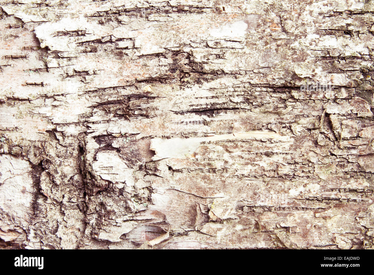 Rinde der Kiefer Baum Textur Stockfoto