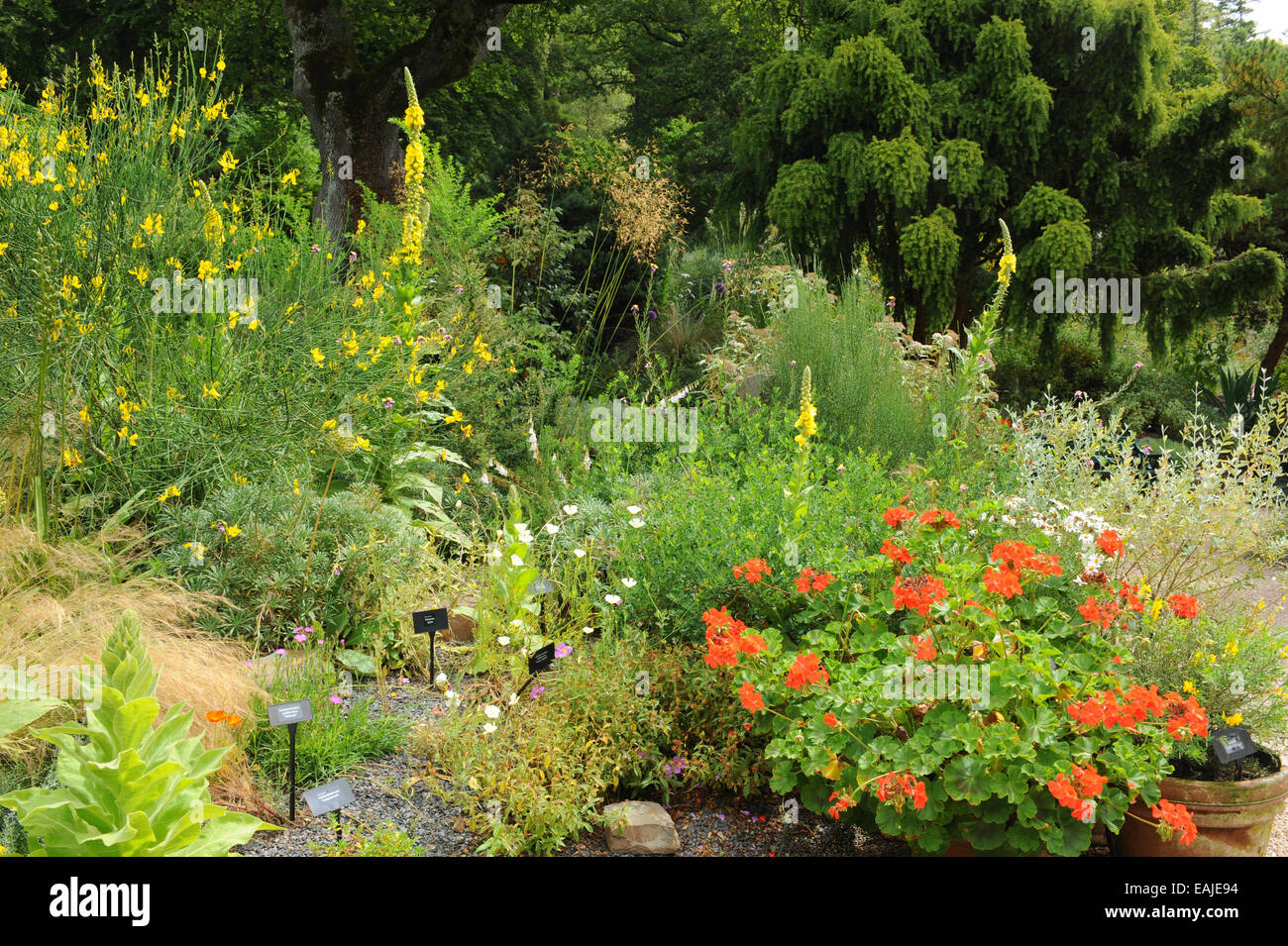 Ein Garten im mediterranen Stil in der RHS Garden Rosemoor, in der Nähe der Torrington, Devon, England, Großbritannien Stockfoto