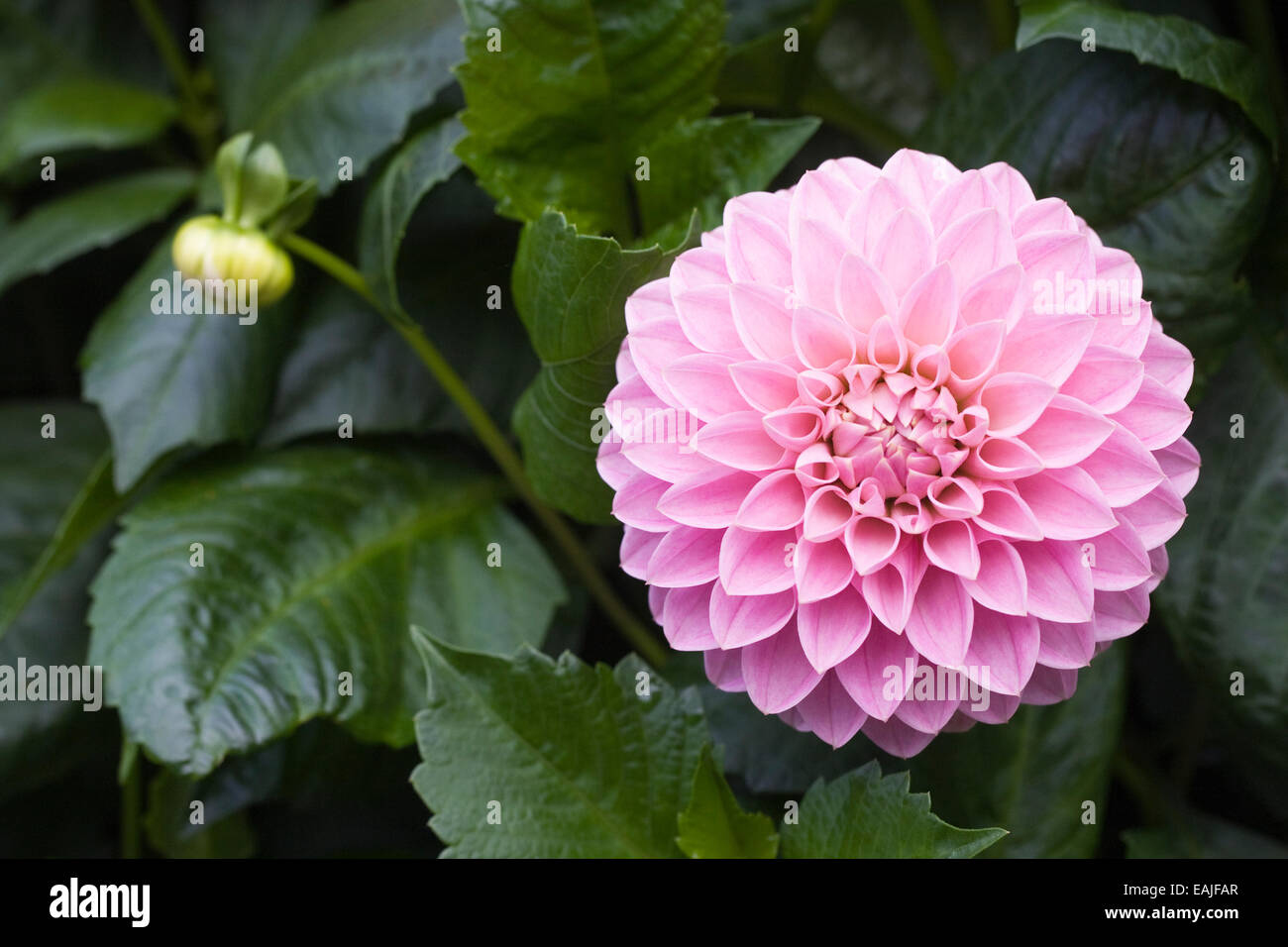 Dahlie Oakwood "Marian S" Blume in einer krautigen Grenze wachsen. Stockfoto