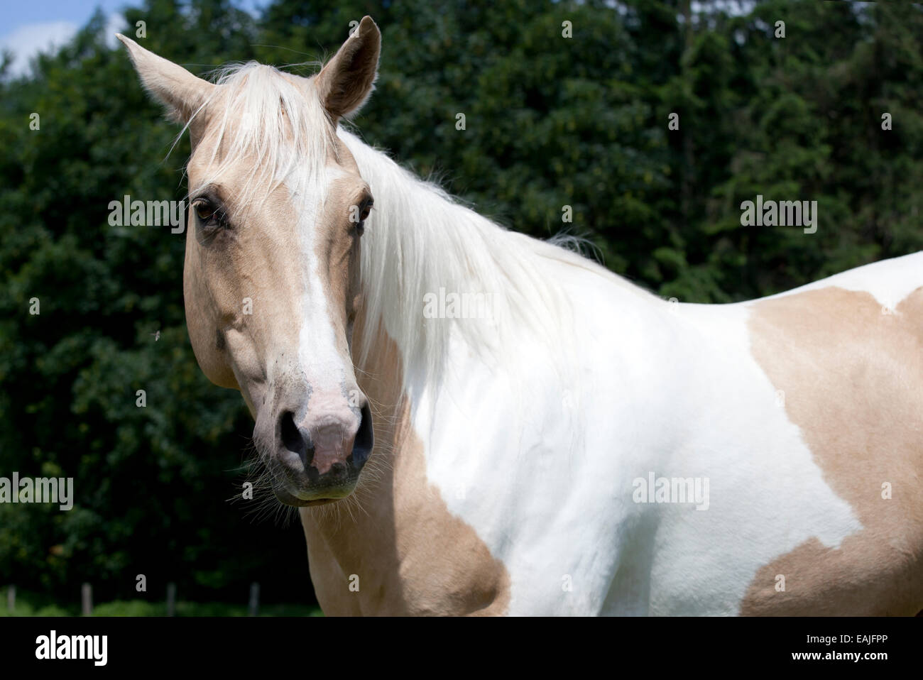 Pferdekopf mit feinen Trense Porträt Palomino Farbe Stockfoto