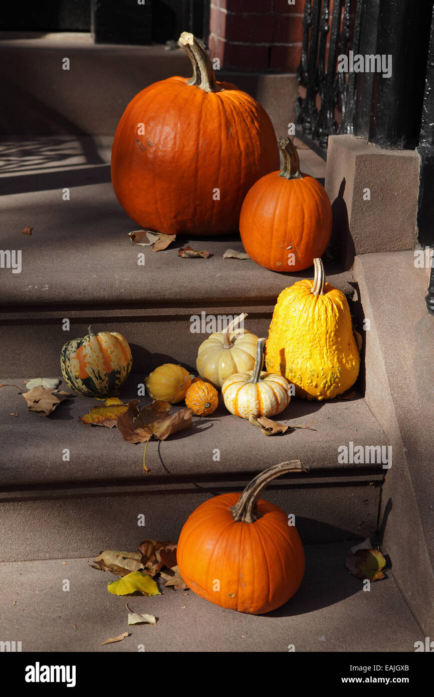 Bunte Kürbisse und Kalebassen auf den Stufen eines Brooklyn-Hauses im Herbst Stockfoto