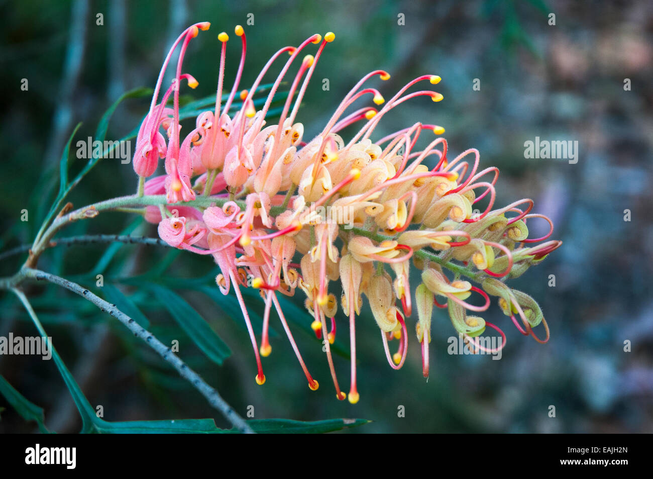 Einheimische australische grevillea-Blumen, wahrscheinlich die Sorte Peaches and Cream, Maroochy Regional Bushland Garden, Sunshine Coast, Queensland Stockfoto