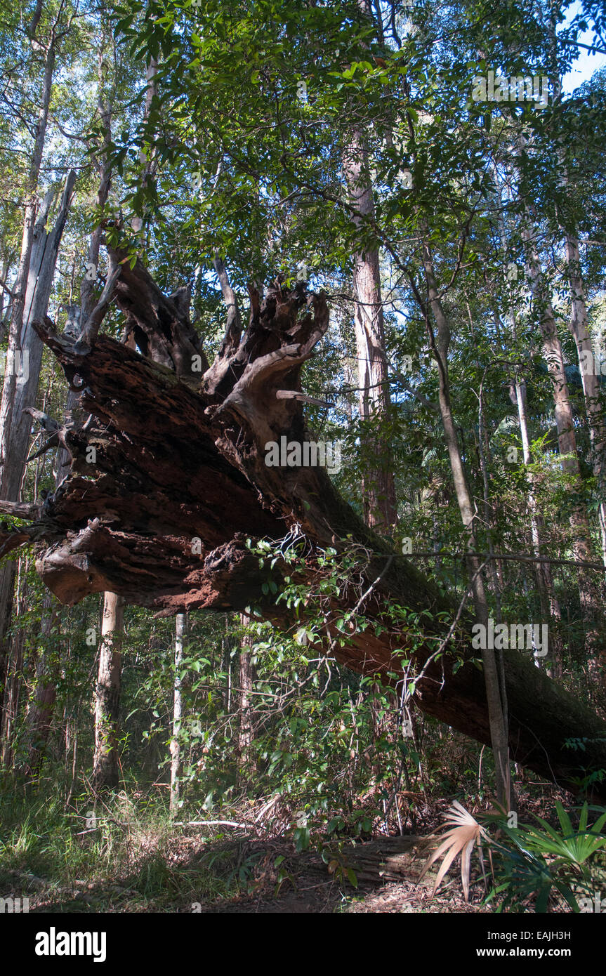 Gefallenen Baumstamm in Maroochy Regional Buschland Garten, Sunshine Coast Stockfoto