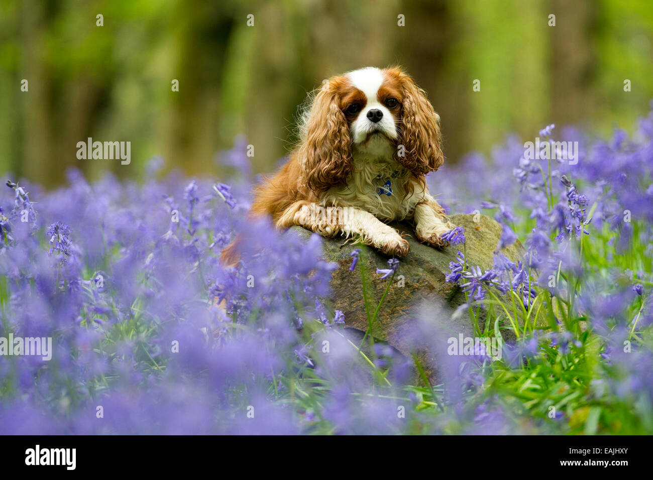 Ein King Charles Spaniel genießt Glockenblumen am Wenallt in Cardiff, Wales auf der Spring Bank Holiday Wochenende. Stockfoto