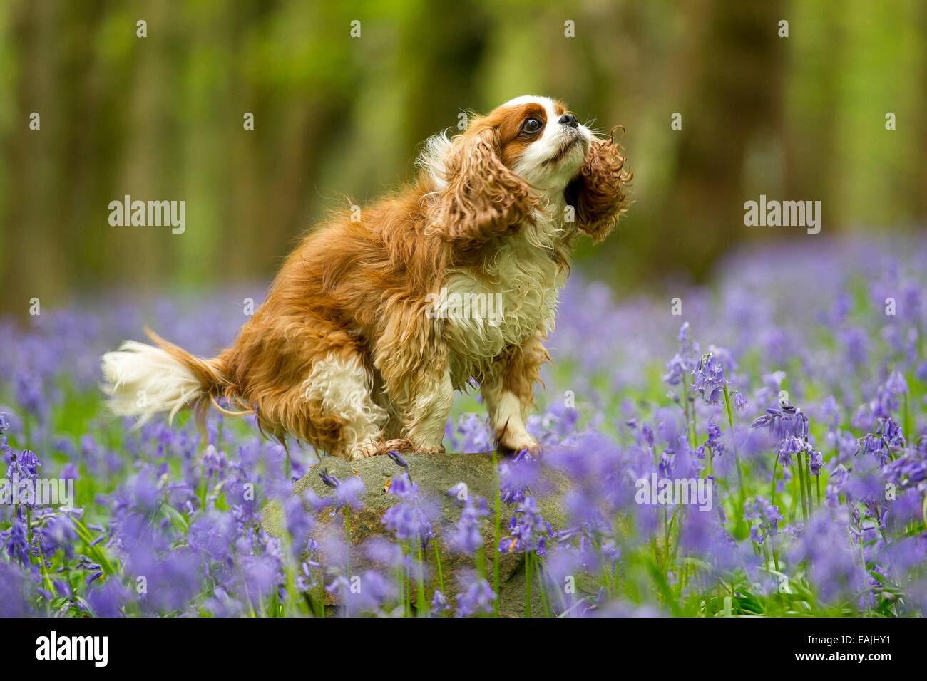 Ein King Charles Spaniel genießt Glockenblumen am Wenallt in Cardiff, Wales auf der Spring Bank Holiday Wochenende. Stockfoto