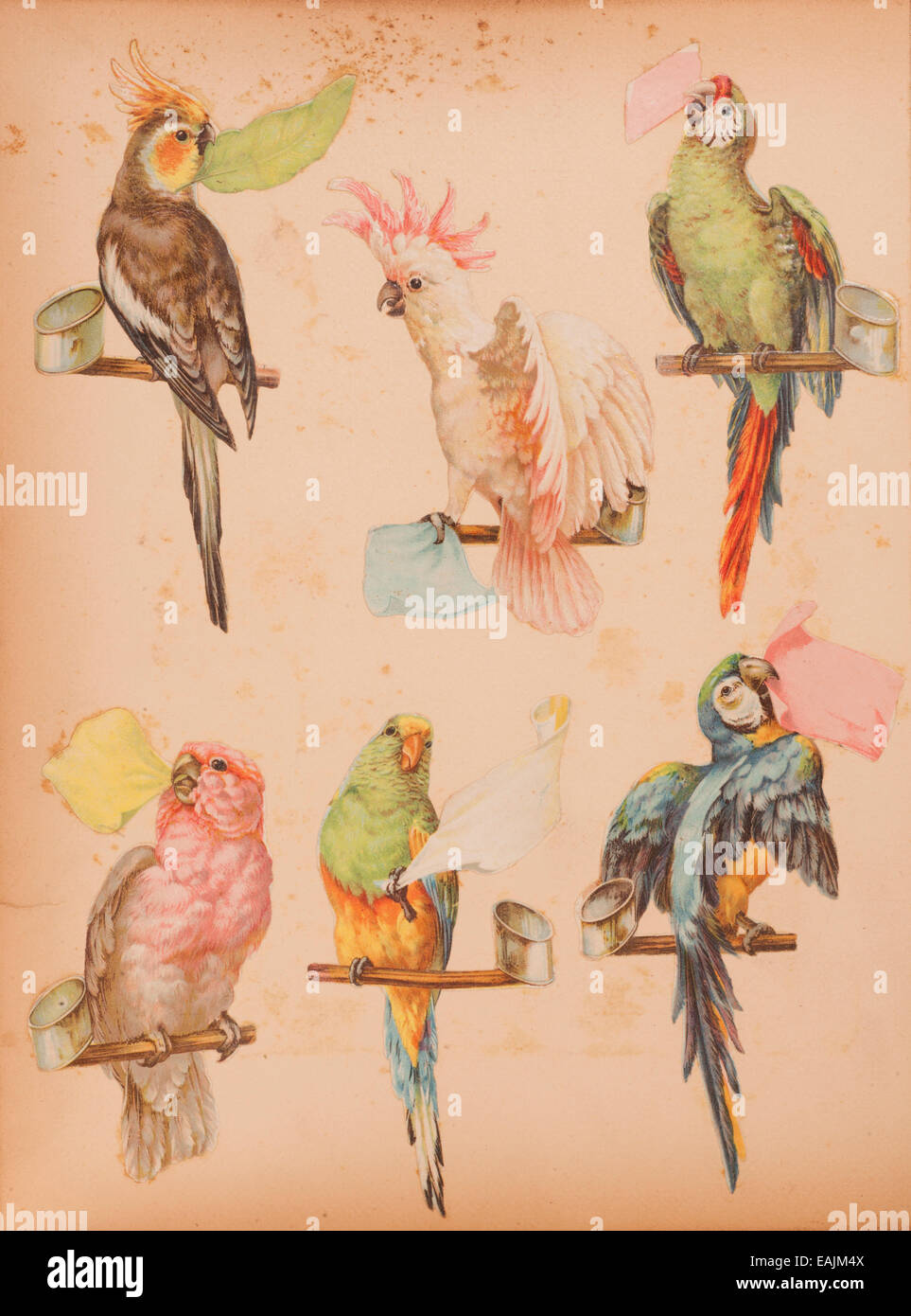 Vintage Papagei Schrott Buch Aufkleber Hintergrund Stockfoto