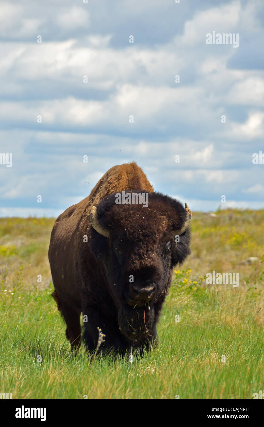 Bison in den Great Plains von Montana in der amerikanischen Prärie-Reserve. Südlich von Malta, Montana. Stockfoto
