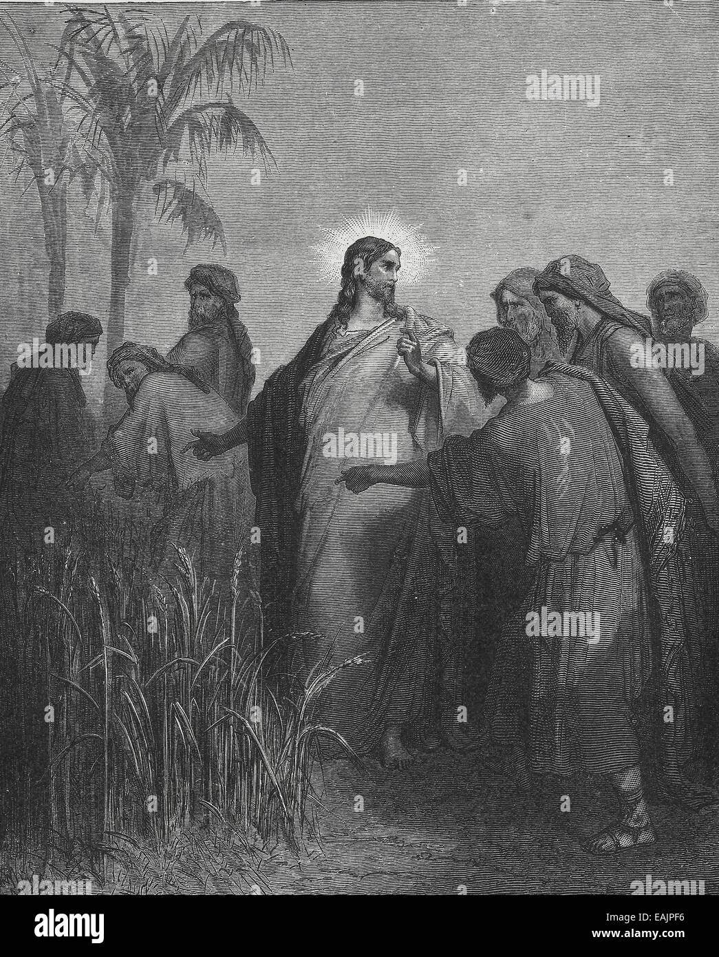 Die Jünger zupfen Weizen am Sabbat Stockfoto