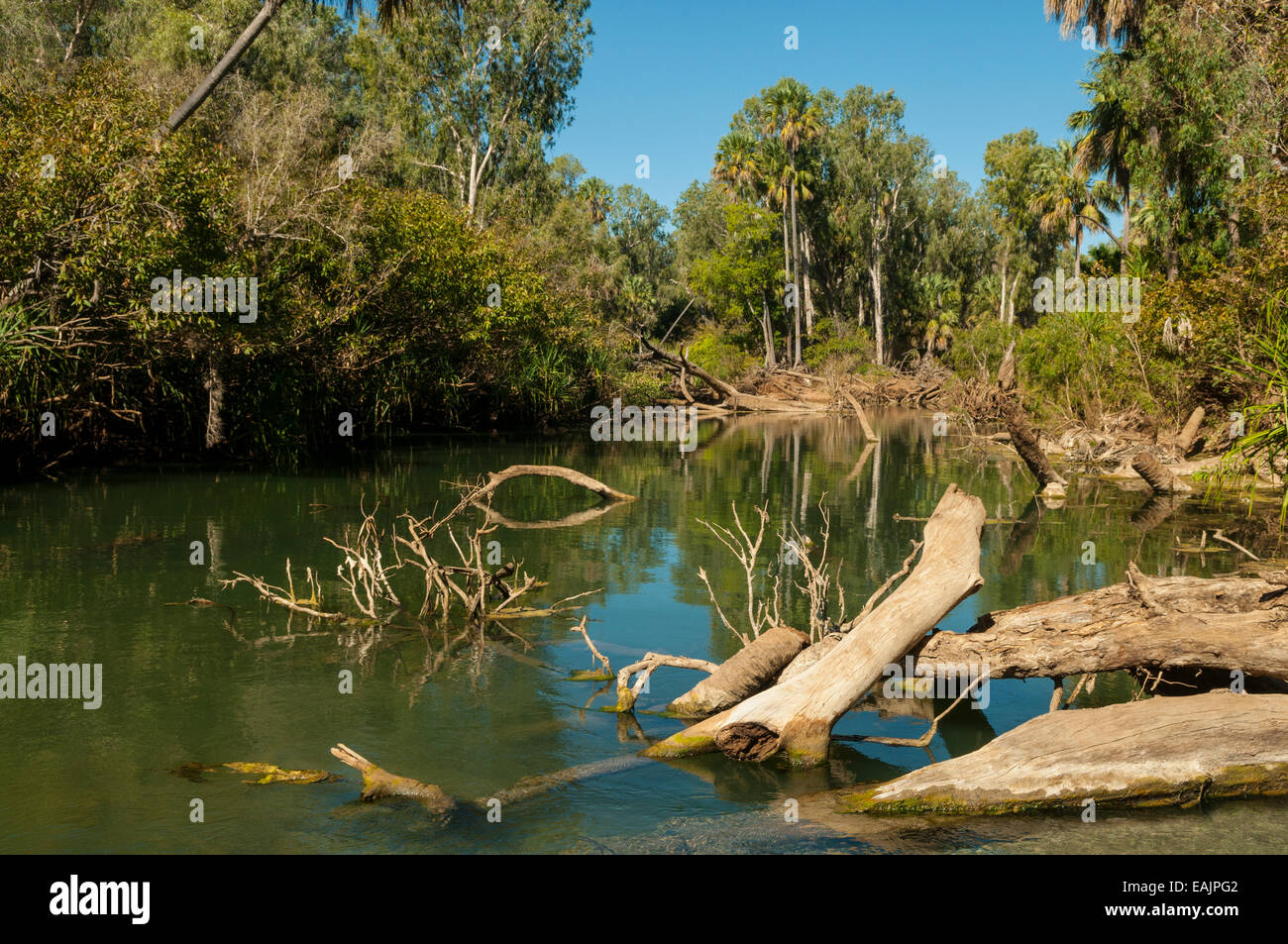 Waterhouse River, Mataranka, NT, Australien Stockfoto
