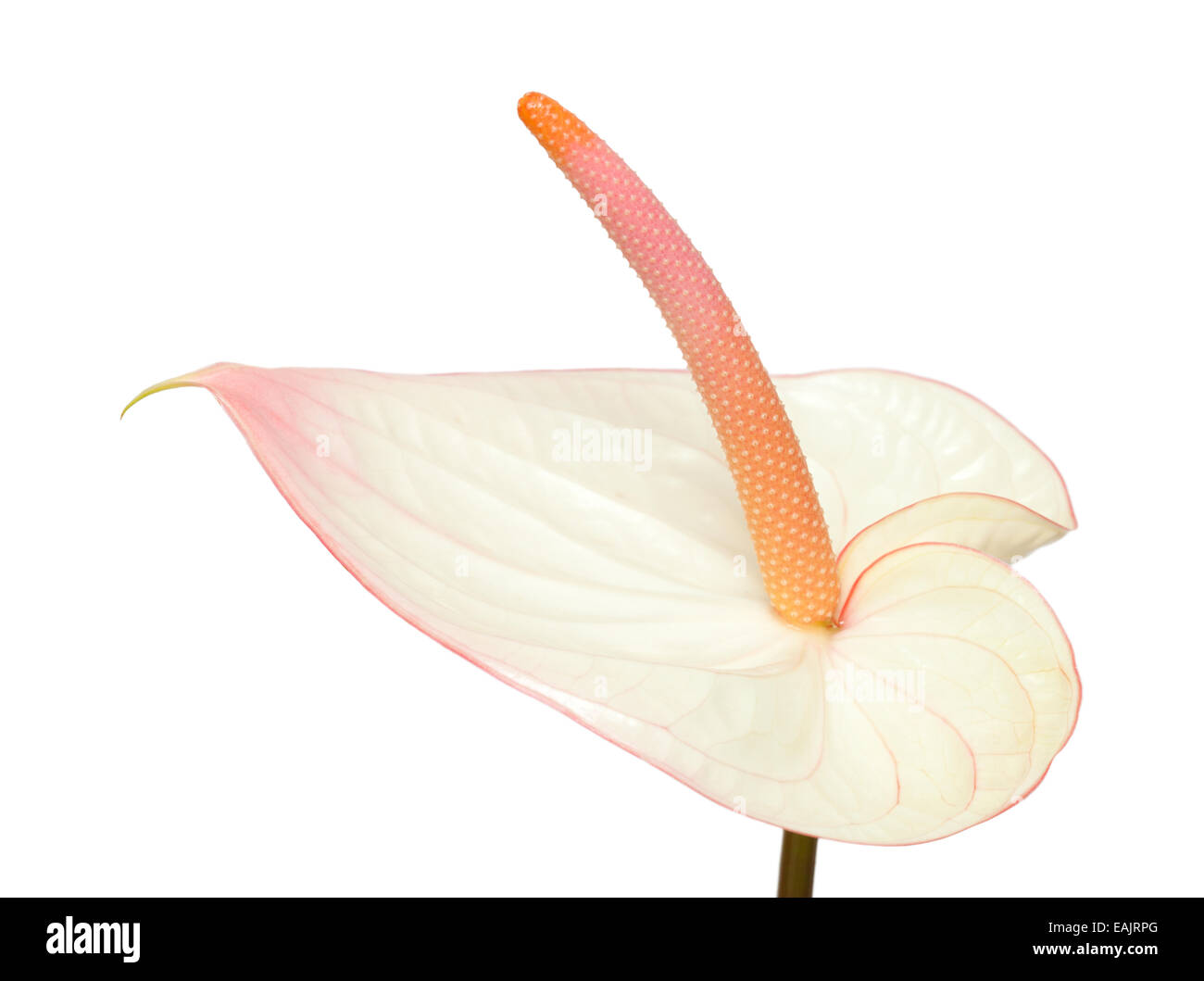 Rosa Anthurium mit dunkleren Kanten isoliert Stockfoto