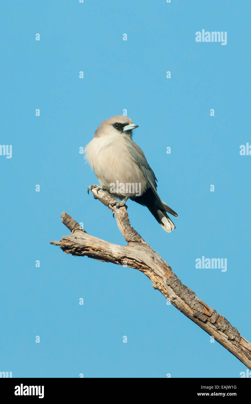 Black-faced Kuckuck Shrike Coracina Novaehollandiae in Alice Springs, NT, Australien Stockfoto