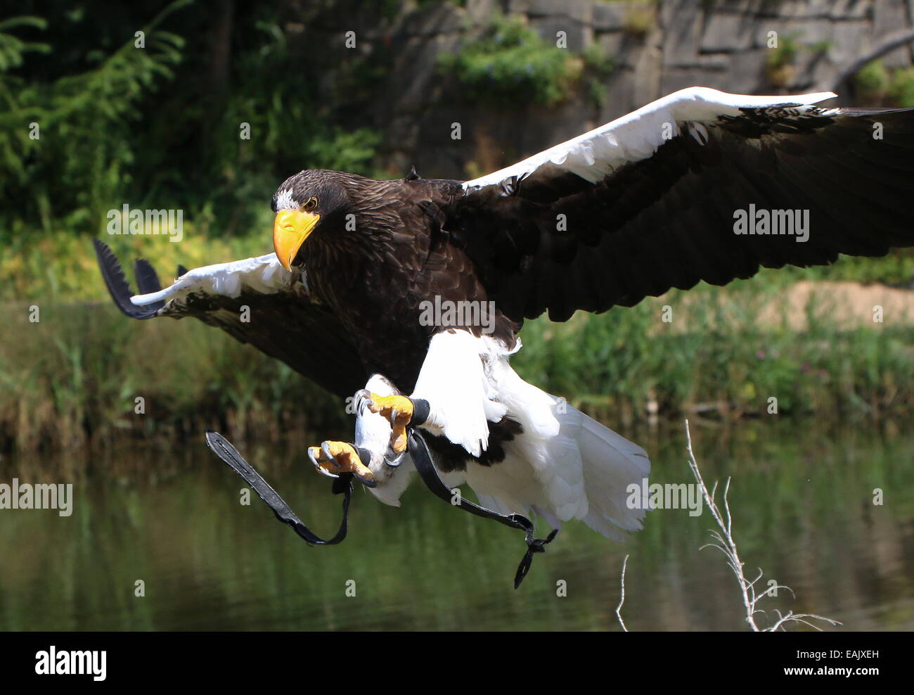 Eingehenden Pacific Steller Seeadler (Haliaeetus Pelagicus) im Flug, während eine Greifvogel-Vorführung Stockfoto