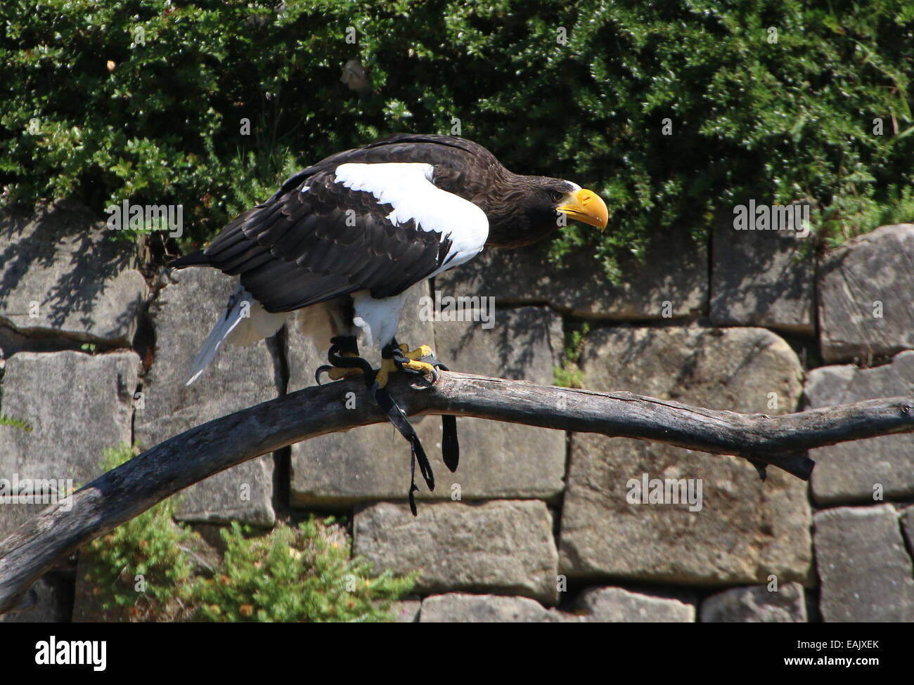 Pacific Steller Seeadler (Haliaeetus Pelagicus) in Avifauna Vogel Zoo, Alphen Aan de Rijn, Niederlande Stockfoto