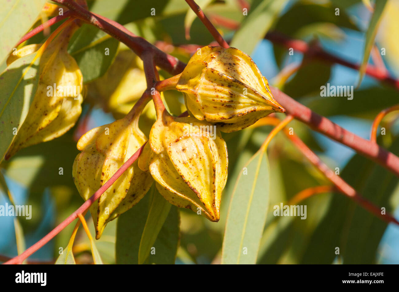 Eukalyptus Pachyphylla, rote Knospe Mallee in Port Augusta in South Australia, Australien Stockfoto