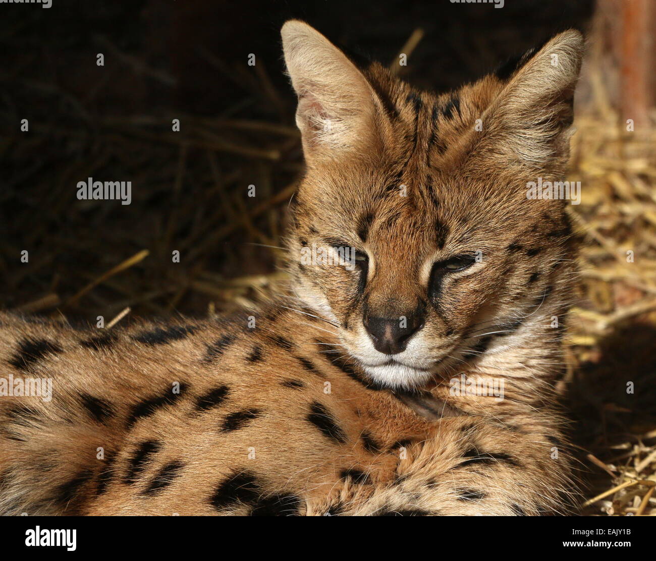 Nahaufnahme des Kopfes der afrikanischen Serval (Leptailurus Serval) Stockfoto